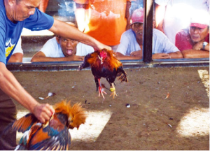 Step-by-Step Guide to Dominating Online Sabong