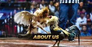 Sabong International: Where Tradition Meets Modern Innovation in Cockfighting